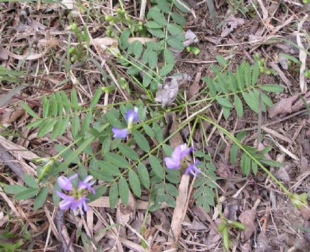 Gueldenstaedtia Verna Extract 